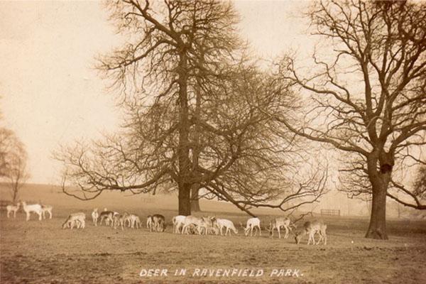 Deer in Ravenfield Park