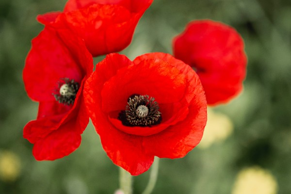 Close up of four poppies