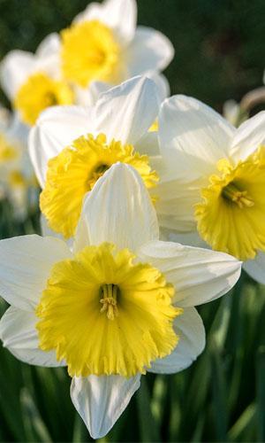 Picture of daffodils